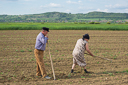 elderly-couple-on-the-field-near-harasztkerek-roteni-