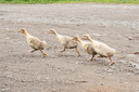 goslings-at-markod-marculeni-