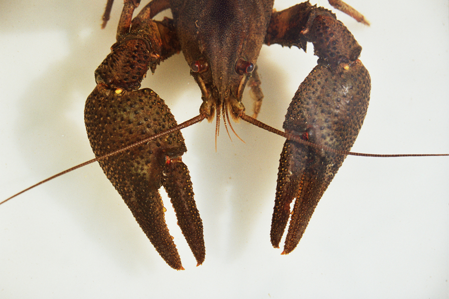 crayfish-sandominic-2005