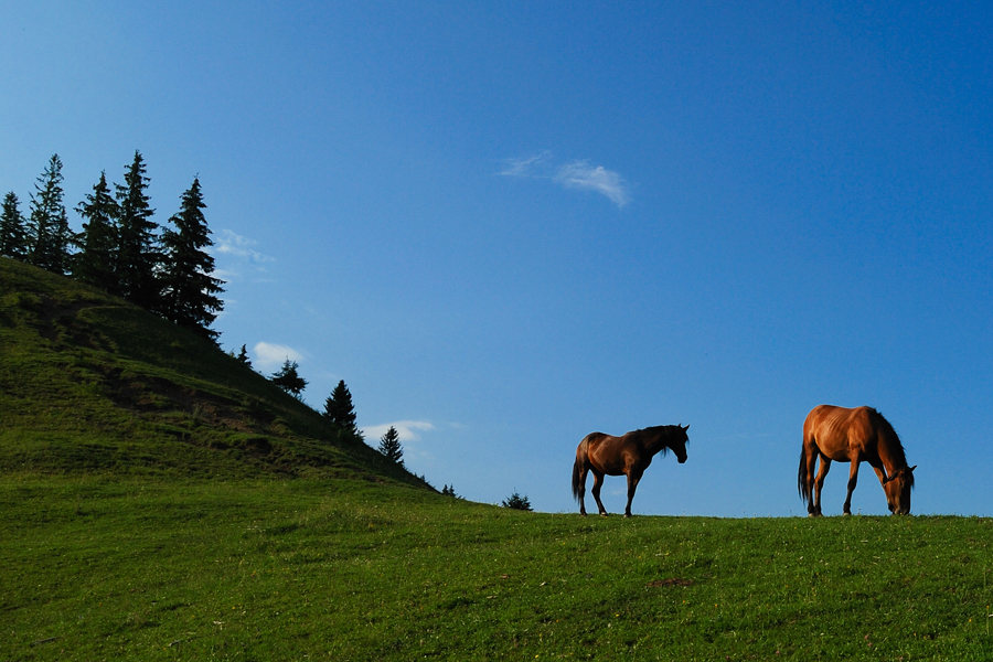 horses-on-a-hilltop-in-the-ghimes-valley-2010